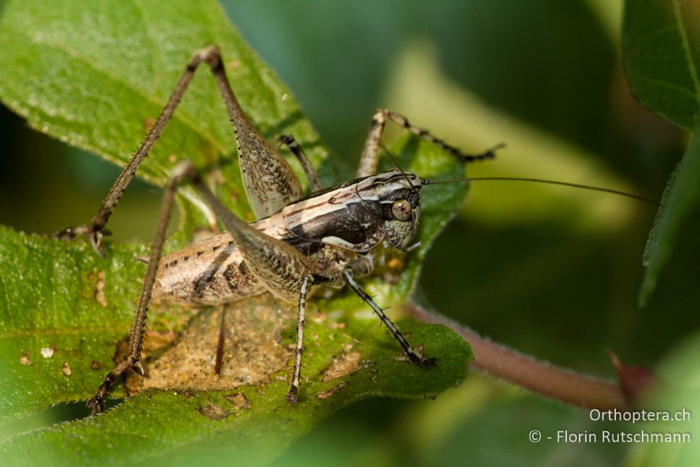 Zierliche Strauchschrecke (Rhacocleis germanica) ♂ - Westlich von Paramythia, 11.07.2011