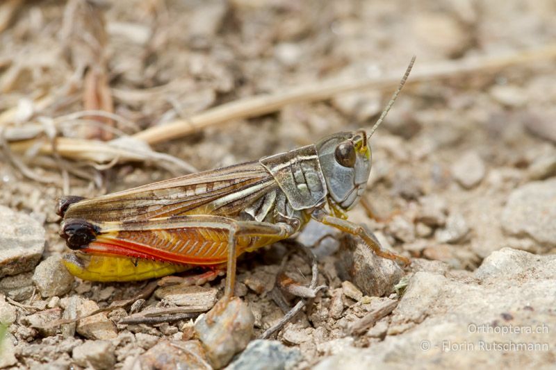 Arcyptera microptera ♂ - GR, Westmakedonien, Mt. Vernon, 17.07.2011