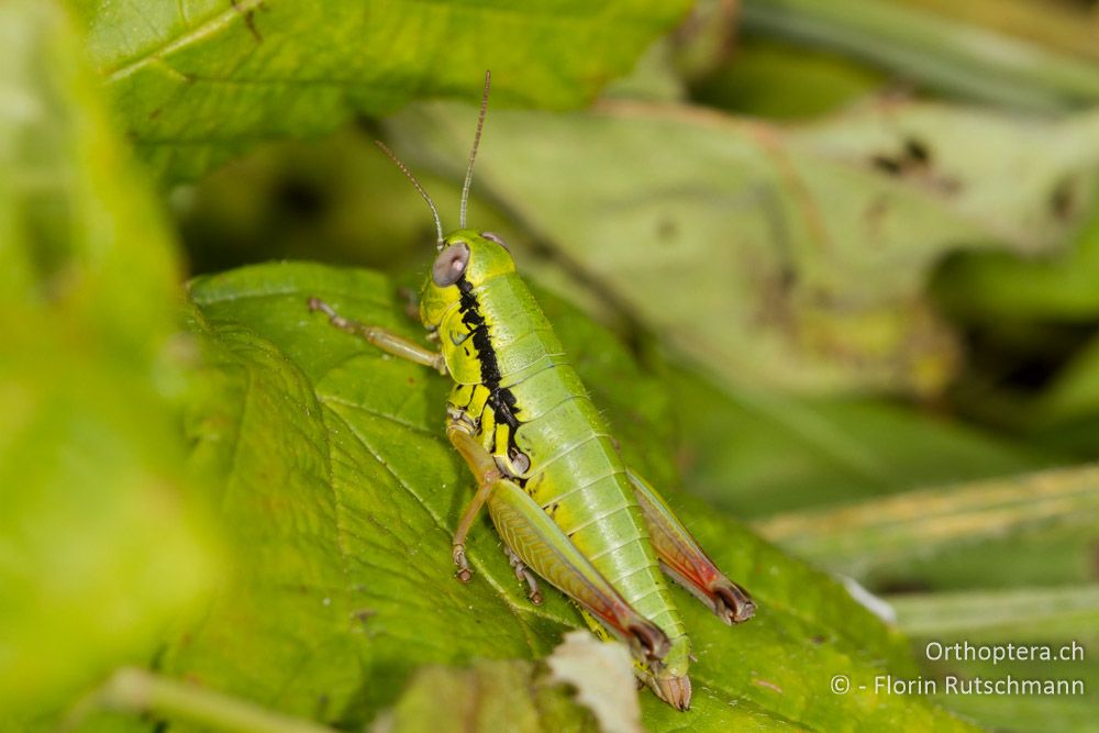 Flügellose Knarrschrecke (Micropodisma salamandra) Weibchen - HR, Istrien, Potpićan, 12.06.2014