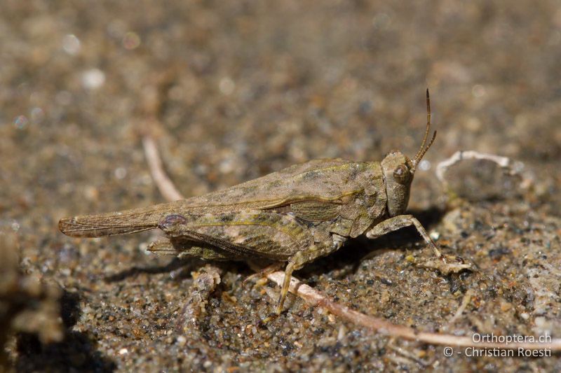 Tetrix bolivari ♀ - BG, Kardzhali, Krumovgrad, 23.04.2012