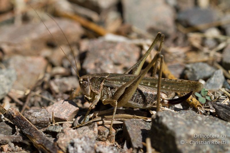 Platycleis grisea ♀ - CH, TI, Morbio Inferiore, 03.09.2013