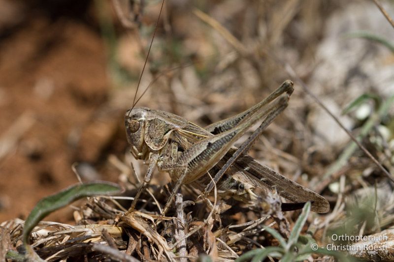 Platycleis affinis ♀ - FR, Hérault, Cournonterral, 11.07.2014