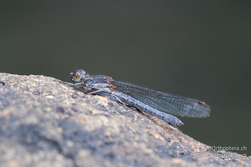 Platycypha fitzsimonsi, Fitzsimon's Jewel ♀ - SA, Mpumalanga, Dullstroom, Field & Stream Lodge, 13.01.2015