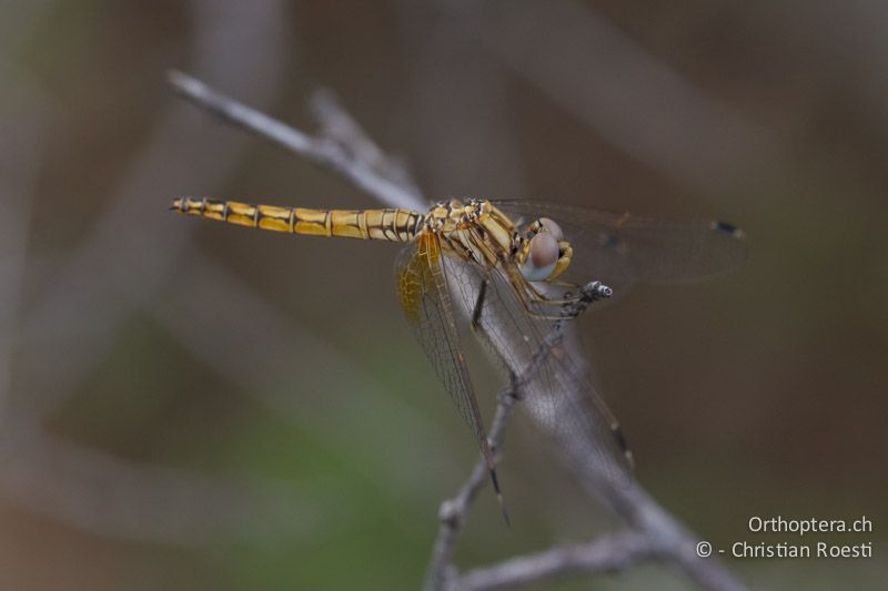 Trithemis kirbyi, Kirby's Dropwing ♀ - SA, Gauteng, Pretoria National Botanical Garden, 16.01.2015