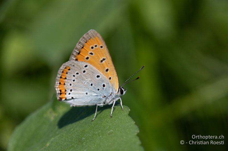 Grosser Feuerfalter (Lycaena dispar)