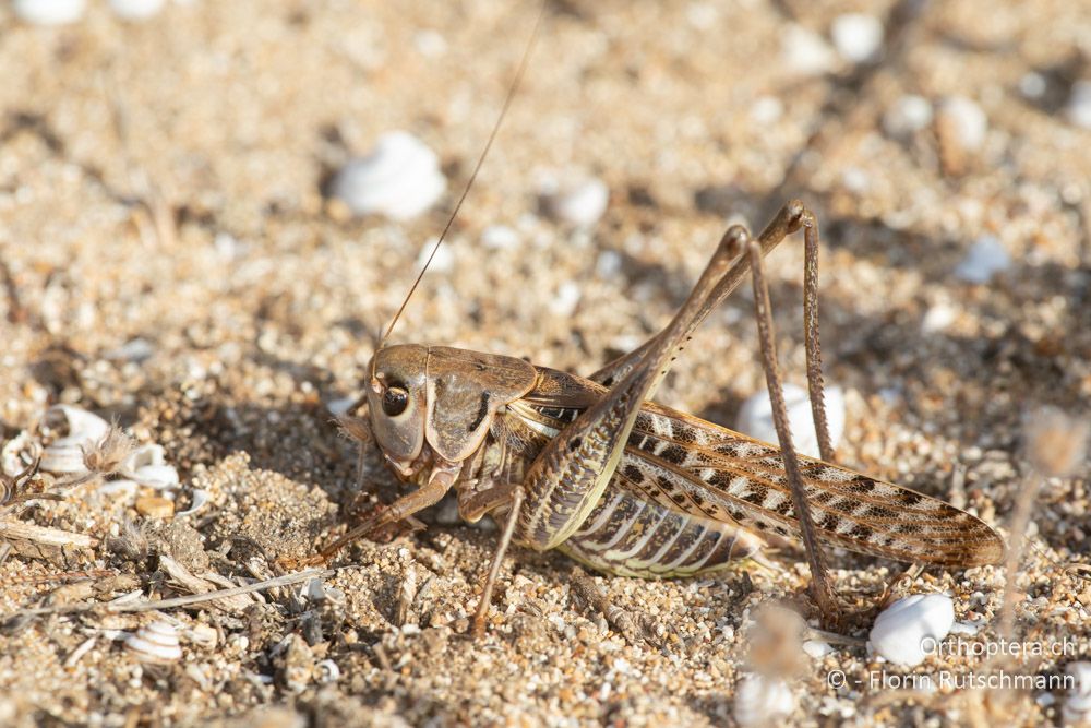 Decticus albifrons ♂ - GR, Epirus, Preveza, 07.06.2024