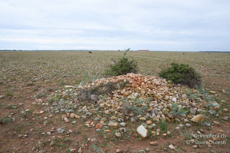 Die Crau. Die Steinhaufen wurden im 2. Weltkrieg angehäuft, um ein Landen der deutschen Flugzeuge zu verhindern - FR, Crau. 07.07.2014