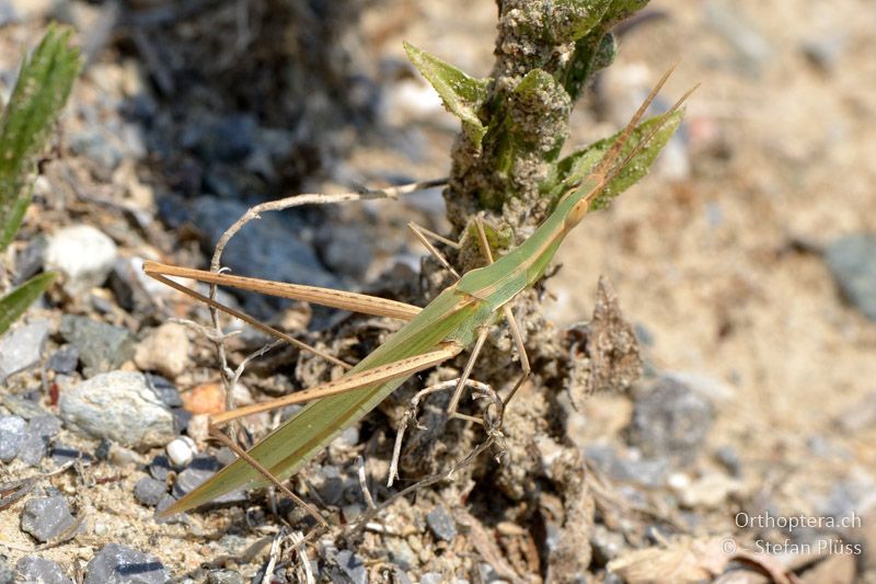 ♂ der Nasenschrecke (Acrida ungarica) - GR, Thessalien, Veroia, 15.07.2013