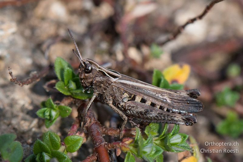 Omocestus rufipes ♀, untypisch gefärbtes Individuum - FR, Pyrénées-Orientales, Corsavy, 03.10.2010