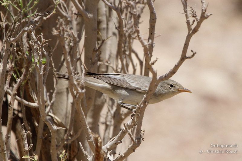 Olivenspötter (Olive-tree Warbler, Hippolais olivetorum) auf dem Durchzug, Palästina, 10.05.2011