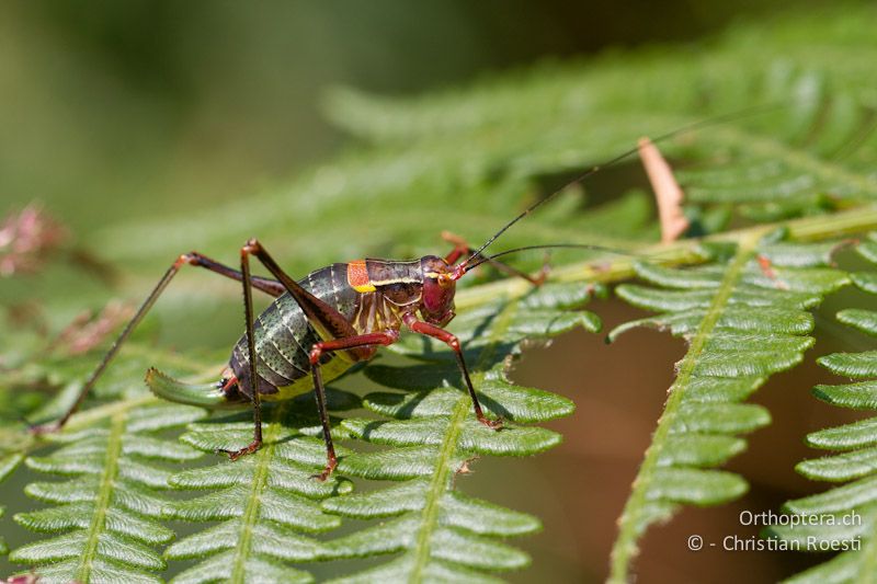 Barbitistes obtusus ♀ - CH, TI, Mt. Generoso, 17.08.2013