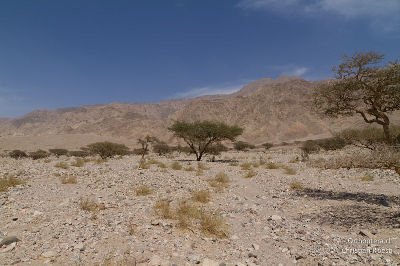 Steinwüste und typischer Lebensraum des Wellenflughuhns. Unter anderem suchte ich in solchen Lebensräumen nach der Akaziengrasmücke im Wadi Araba