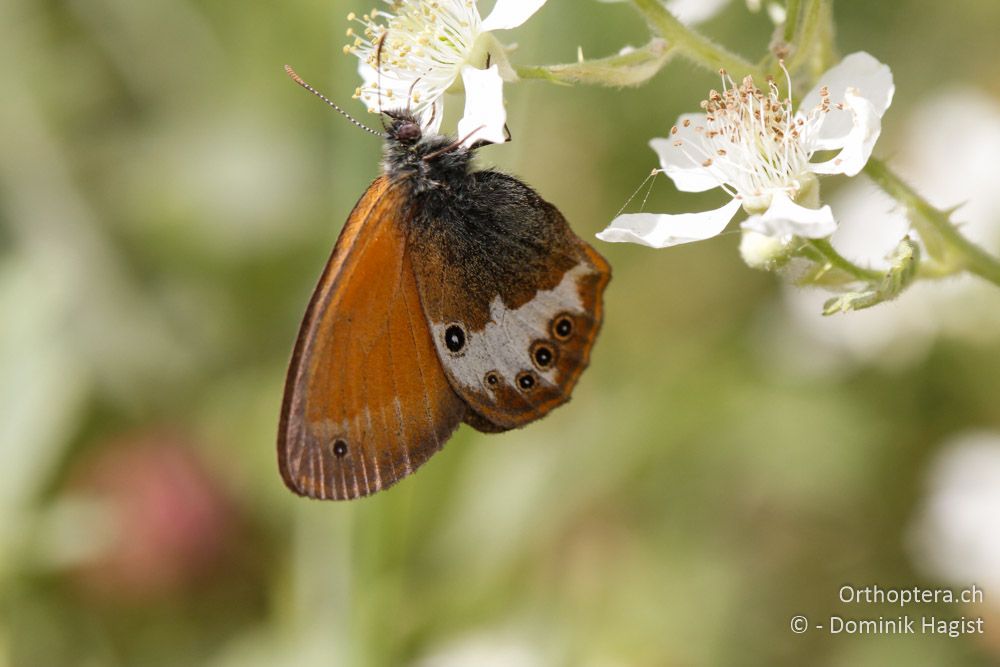 Wiesenvögelchen Coenonympha arcania am Rande des südlichen Verbreitungsgebietes - Mt. Vernon, 17.07.2011