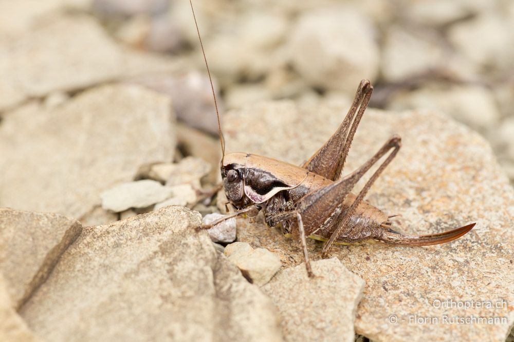 Südliche Strauchschrecke (Pholidoptera fallax) Weibchen - HR, Istrien, Buzet, 25.07.2014