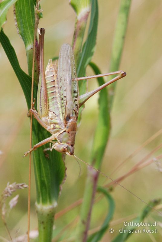 Gampsocleis glabra ♂ - AT, Niederösterreich, Ebergassing, 26.06.2008