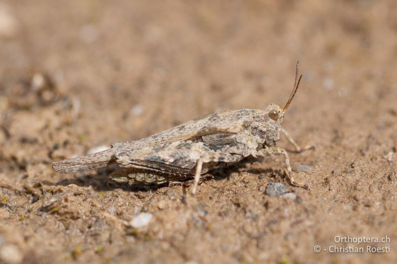 Tetrix bolivari ♀ - FR, Alpes-de-Haute-Provence, Curbans, 01.05.2009