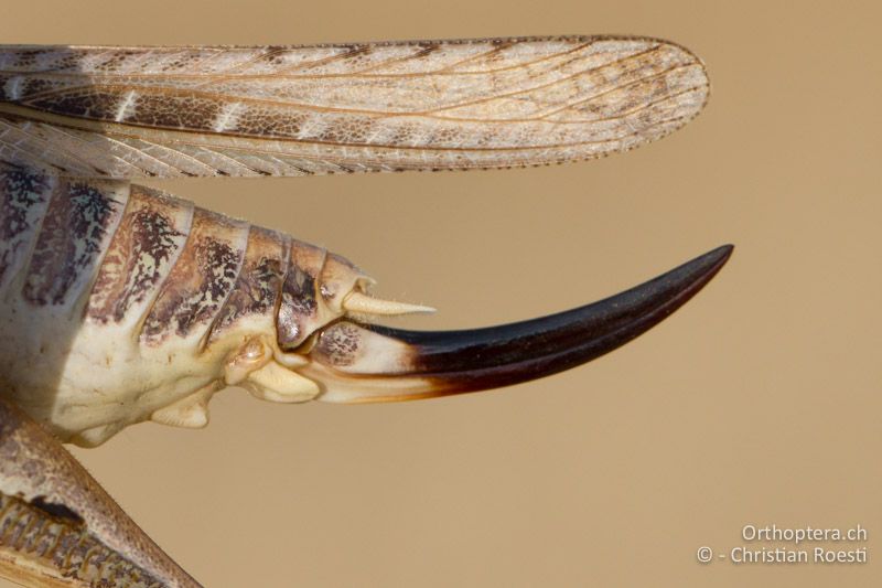 Hinterleibsende mit Legeröhre von Platycleis affinis ♀. Der Höcker auf dem 7. Bauchsegment (Sternum) ist gut sichtbar - GR, Thessalien, Kalabaka, 14.07.2013