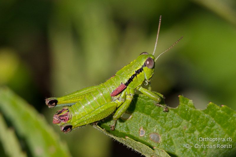 Odontopodisma fallax ♂ - HR, Primorje-Gorski, Krk, 07.06.2014