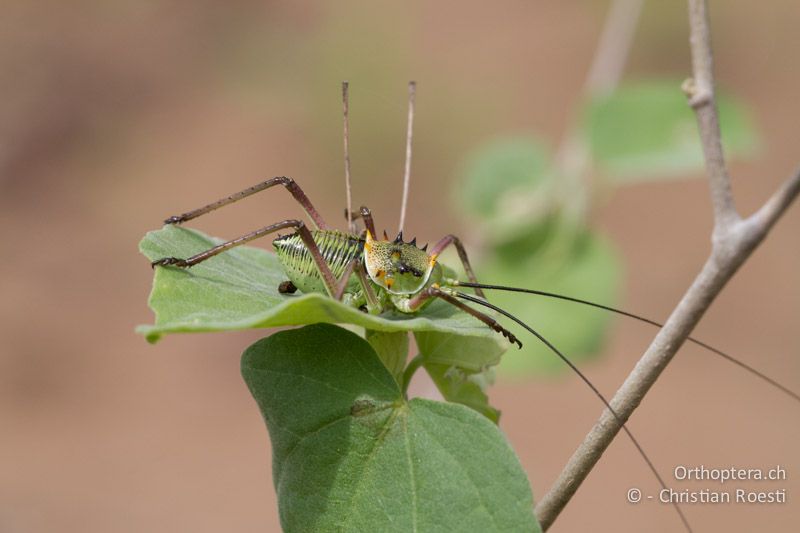 Larve eines Vertreters der Bradyporidae (cf. Acanthoplus armiventris) - SA, Limpopo, Mutale, Pafuri River Camp, 04.01.2015