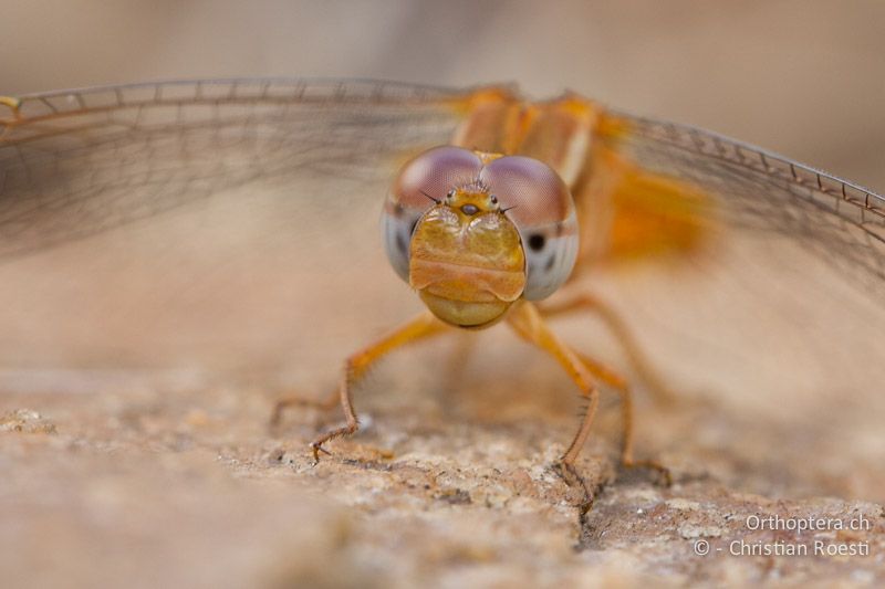 Crocothemis erythraea, Broad Scarlet ♀ - SA, Nort West, Rustenburg, Magaliesberg, 14.01.2015