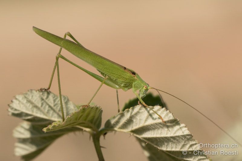 Phaneroptera falcata ♂ - HR, Istrien, Pazin, 19.07.2015