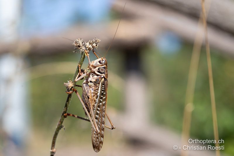 Decticus albifrons ♂ - HR, Dalmatien, Split, 01.08.2022