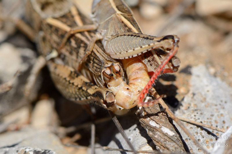 Calliptamus wattenwylianus Kopulation - FR, Plateau d'Aumelas, 11.07.2014