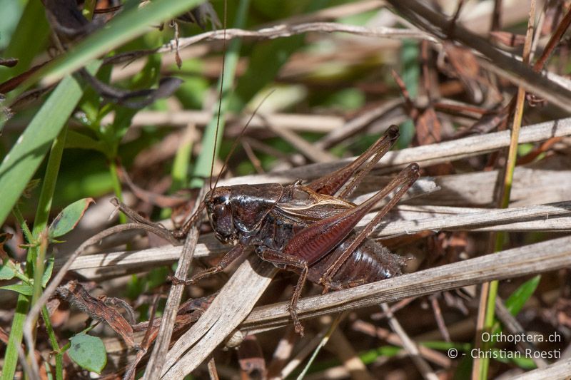 Metrioptera saussuriana ♂ - FR, Pyrénées-Orientales, Saillagouse, 04.10.2010