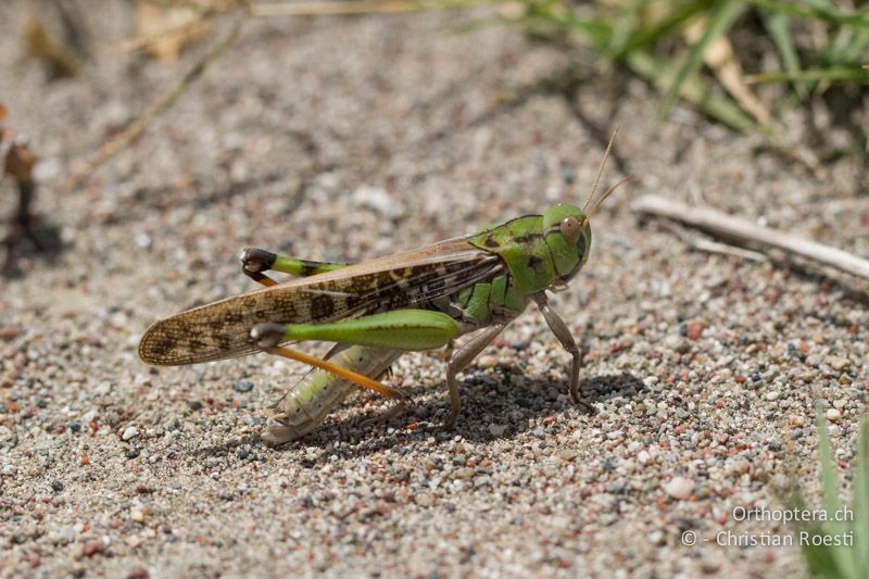 Locusta migratoria ♂ - GR, Rhodos, Kattavia, 21.05.2013