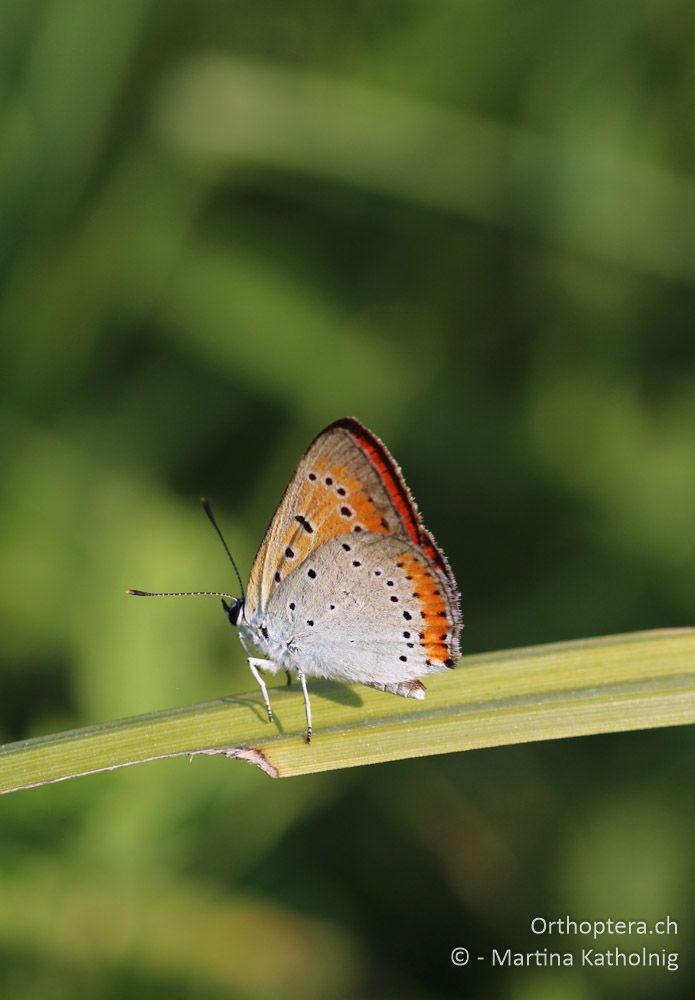 Grosser Feuerfalter (Lycaena dispar) - HR, Istrien, Motovun, 25.07.2015