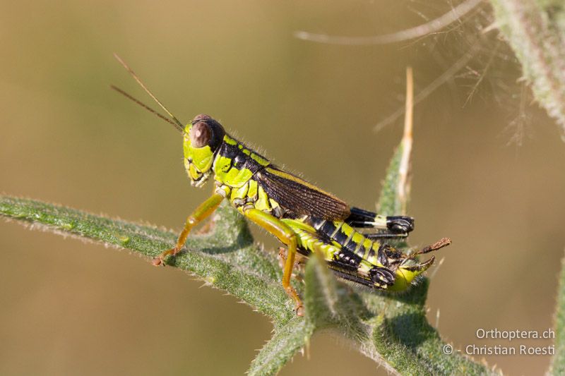 Miramella formosanta ♂ - CH, TI, Mt. Generoso, 18.08.2013