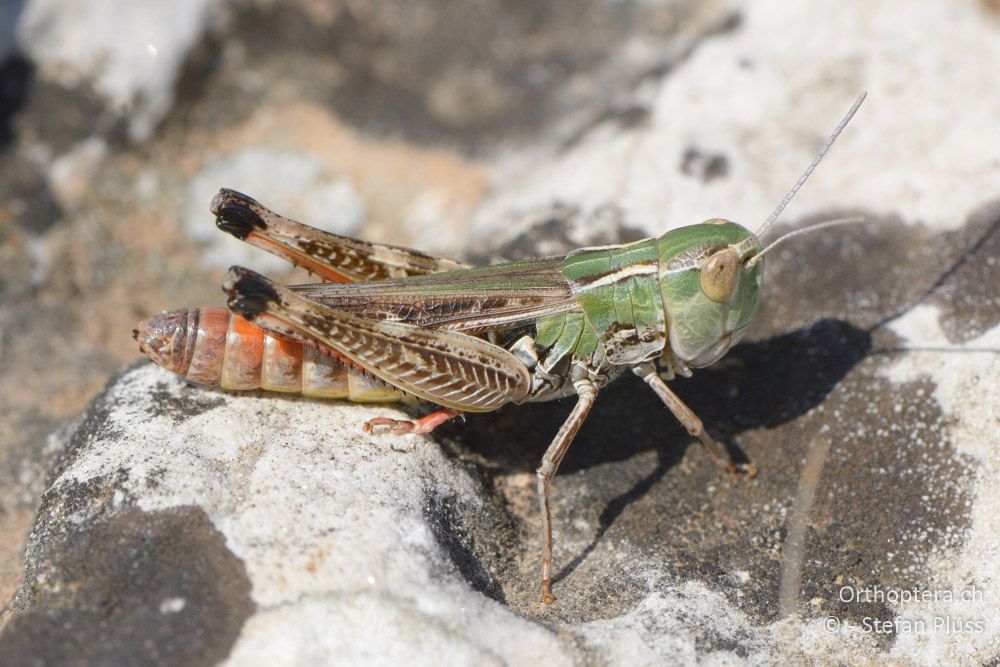 Stenobothrus fischeri ♀ - HR, Cres, Predošćica, 23.07.2015