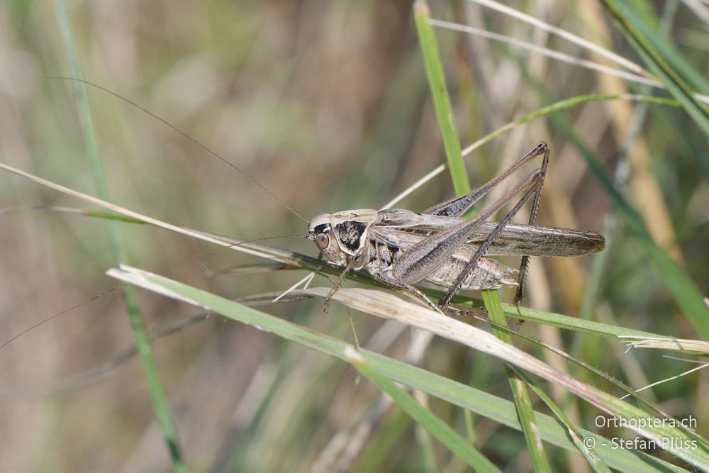 Tessellana veyseli ♂ - AT, Niederoesterreich, Eichkogel bei Mödling, 07.07.2018