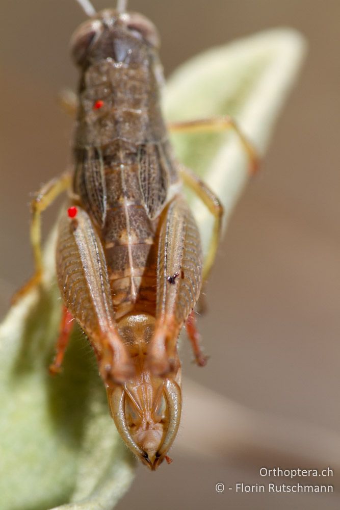 Geschlechtsapparat des Männchens von Paracaloptenus caloptenoides - Westlich von Paramythia, 11.07.2011