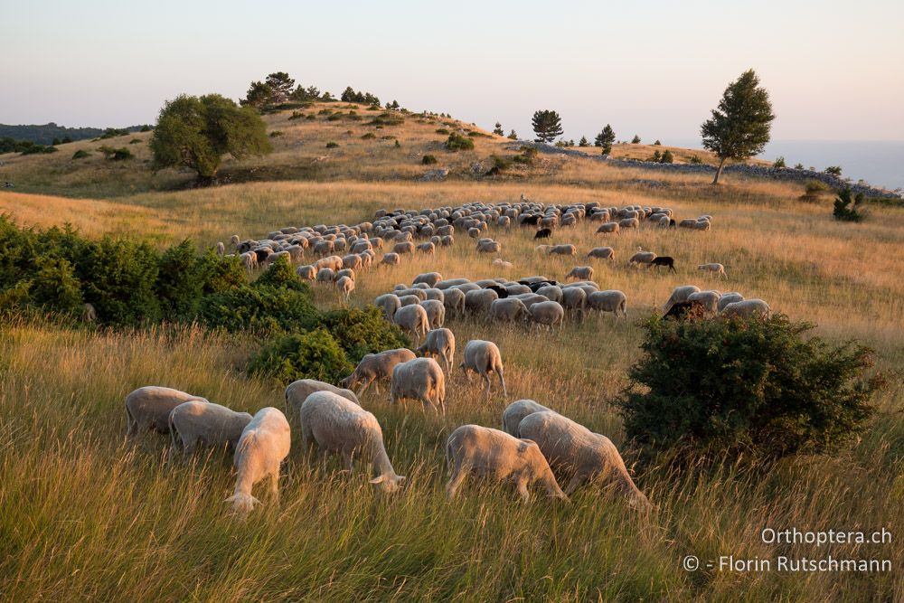 Schafe ziehen durch die Landschaft - HR, Istrien, Mala Učka, 20.07.2015