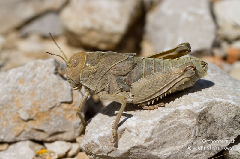 Prionotropis hystrix hystrix ♀ - HR, Istrien, Zagore, 04.06.2014