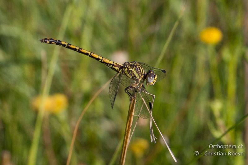 Paragomphus cognatus, Rock Hooktail ♀ - SA, Mpumalanga, Dullstroom, Field & Stream Lodge, 12.01.2015