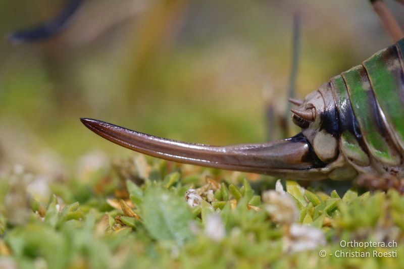 Legeröhre ♀ - AT, Kärnten, Grossglockner Nationalpark, Heiligenblut, 21.09.2016