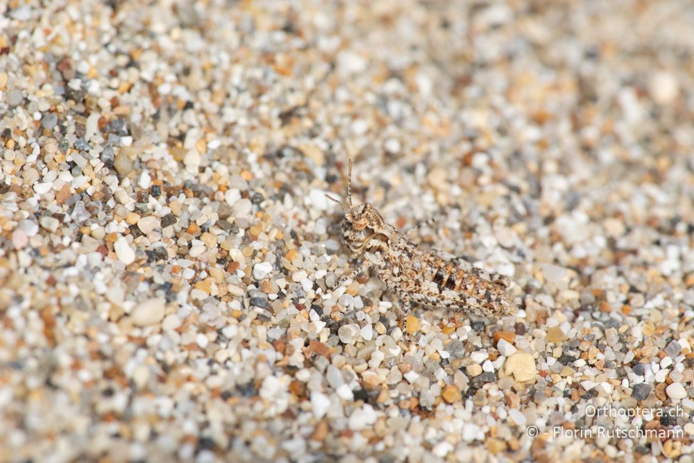 Nymphe von Acrotylus longipes - GR, Epirus, Preveza, 06.06.2024