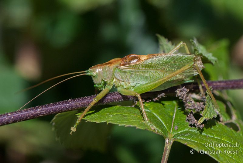 Tettigonia cantans ♂ - CH, BE, Wasen, 11.09.2010