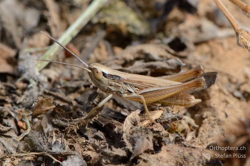 Euchorthippus elegantulus ♂ - FR, unterwegs, 03.07.2014