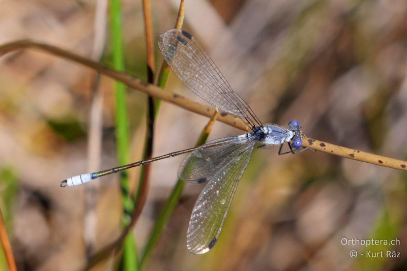 Dunkle Binsenjungfer (Lestes macrostigma) ♂ - FR, Camargue, 09.07.2014