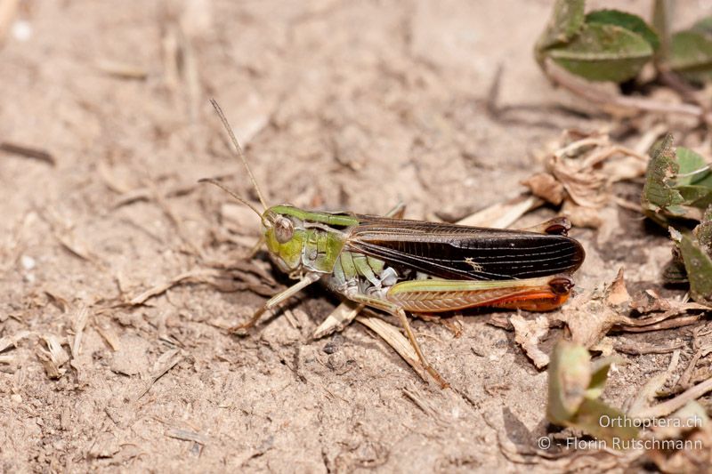 Stenobothrus rubicundulus ♂ - HR, Zadar, Starigrad, 18.07.2010