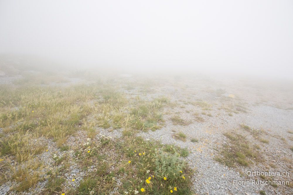 Nebellandschaft im Gebirge - GR, Thessalien, Mt. Ossa, 21.06.2015