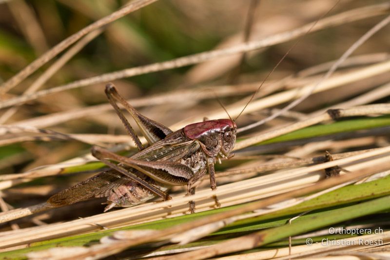 Platycleis grisea ♂ - CH, TI, Monte im Muggiotal, 04.09.2013