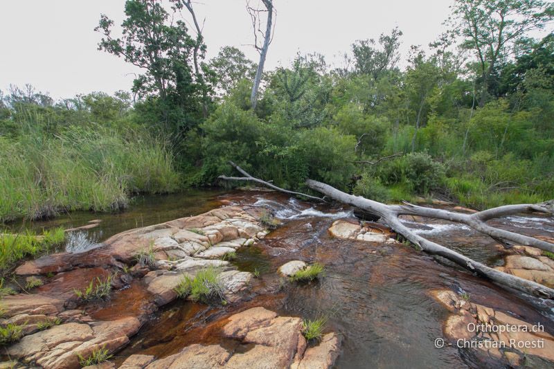 Bergbach - SA, Nort West, Rustenburg, Sparkling Waters Hotel, Magaliesberg, 14.01.2015