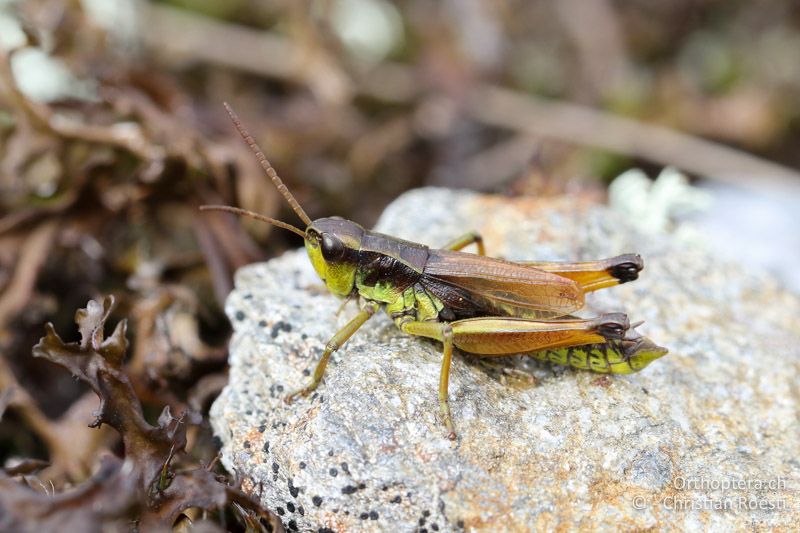 Podismopsis styriaca ♂ - AT, Kärnten, Reichenfels, 16.09.2016