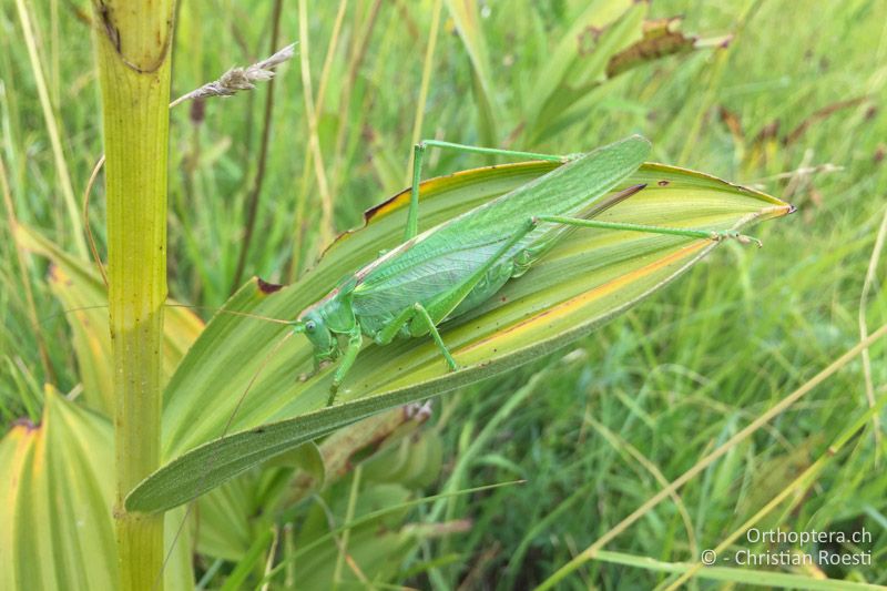 Heupferd (Tettigonia viridissima) ♀, mit iPhone 6 fotografiert - AT, Niederösterreich, Ebergassing, 08.07.2018