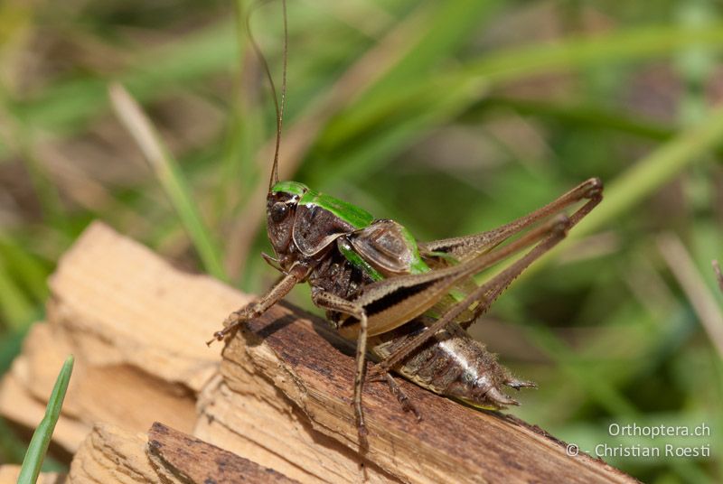 Metrioptera brachyptera ♂ - DE, Bayern, Bayreuth, 05.08.2008