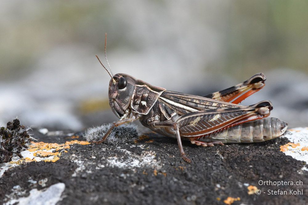 Kleine Höckerschrecke (Arcyptera microptera) ♀ - BG, Chaskowo, Matochina, 09.07.2018